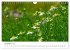 Arzneipflanzen (Wandkalender 2026 DIN... - Bild 5