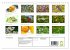 Arzneipflanzen (Wandkalender 2026 DIN... - Bild 6