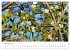 Arzneipflanzen (Wandkalender 2026 DIN... - Bild 8