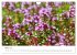 Arzneipflanzen (Wandkalender 2026 DIN... - Bild 9
