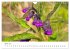 Arzneipflanzen (Wandkalender 2026 DIN... - Bild 10