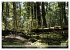 Primärwald - Neuseeland (hochwertiger... - Bild 2