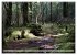 Primärwald - Neuseeland (hochwertiger... - Bild 12