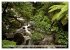 Primärwald - Neuseeland (hochwertiger... - Bild 14