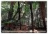 Primärwald - Neuseeland (hochwertiger... - Bild 3