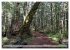 Primärwald - Neuseeland (hochwertiger... - Bild 4