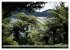 Primärwald - Neuseeland (hochwertiger... - Bild 6