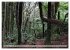 Primärwald - Neuseeland (hochwertiger... - Bild 7