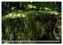 Primärwald - Neuseeland (hochwertiger... - Bild 8