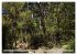 Primärwald - Neuseeland (hochwertiger... - Bild 9