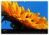 Sonnenblumen (Wandkalender 2026 DIN A2... - Bild 13