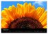 Sonnenblumen (Wandkalender 2026 DIN A2... - Bild 14