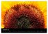 Sonnenblumen (Wandkalender 2026 DIN A2... - Bild 3