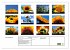 Sonnenblumen (Wandkalender 2026 DIN A2... - Bild 6
