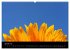 Sonnenblumen (Wandkalender 2026 DIN A2... - Bild 7