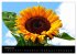 Sonnenblumen (Wandkalender 2026 DIN A2... - Bild 8