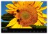 Sonnenblumen (Wandkalender 2026 DIN A2... - Bild 10