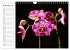 Blütenzauber Orchideen (Wandkalender... - Bild 4