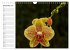 Blütenzauber Orchideen (Wandkalender... - Bild 5