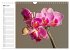 Blütenzauber Orchideen (Wandkalender... - Bild 9