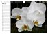 Blütenzauber Orchideen (Wandkalender... - Bild 10
