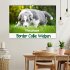 Pfotastische Border Collie Welpen... - Bild 2