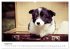 Pfotastische Border Collie Welpen... - Bild 14