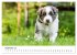 Pfotastische Border Collie Welpen... - Bild 15