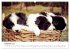 Pfotastische Border Collie Welpen... - Bild 5