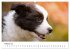 Pfotastische Border Collie Welpen... - Bild 8