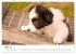 Pfotastische Border Collie Welpen... - Bild 9