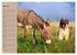 Das Esel-Paradies - Hunde und andere... - Bild 11