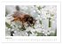 Heimische Insekten 2026 (Wandkalender... - Bild 14