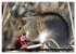 EICHHÖRNCHEN (Wandkalender 2026 DIN A2... - Bild 14