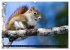 EICHHÖRNCHEN (Wandkalender 2026 DIN A2... - Bild 15