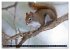 EICHHÖRNCHEN (Wandkalender 2026 DIN A2... - Bild 3