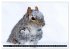 EICHHÖRNCHEN (Wandkalender 2026 DIN A2... - Bild 7