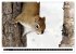 EICHHÖRNCHEN (Wandkalender 2026 DIN A2... - Bild 9