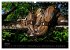 Schlangen (Wandkalender 2026 DIN A3... - Bild 13