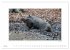 Emotionale Momente: Das Wildschwein.... - Bild 12