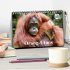 Orang-Utans (Tischkalender 2026 DIN A5... - Bild 2