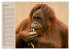 Orang-Utans (Tischkalender 2026 DIN A5... - Bild 12