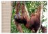 Orang-Utans (Tischkalender 2026 DIN A5... - Bild 13