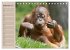 Orang-Utans (Tischkalender 2026 DIN A5... - Bild 15