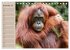 Orang-Utans (Tischkalender 2026 DIN A5... - Bild 5