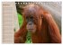Orang-Utans (Tischkalender 2026 DIN A5... - Bild 7