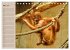 Orang-Utans (Tischkalender 2026 DIN A5... - Bild 9