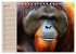 Orang-Utans (Tischkalender 2026 DIN A5... - Bild 10