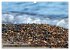 Steine-Reich (Wandkalender 2026 DIN A3... - Bild 3