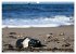 Steine-Reich (Wandkalender 2026 DIN A3... - Bild 5